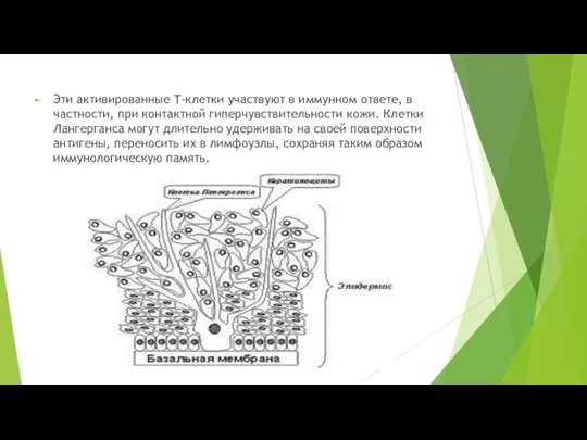 Эти активированные Т-клетки участвуют в иммунном ответе, в частности, при