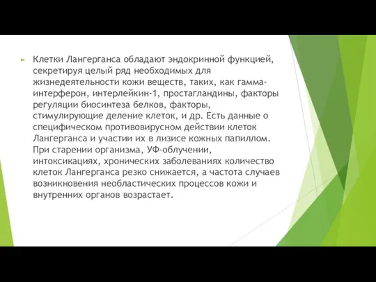 Клетки Лангерганса обладают эндокринной функцией, секретируя целый ряд необходимых для