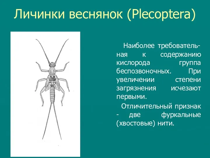 Личинки веснянок (Plecoptera) Наиболее требователь- ная к содержанию кислорода группа