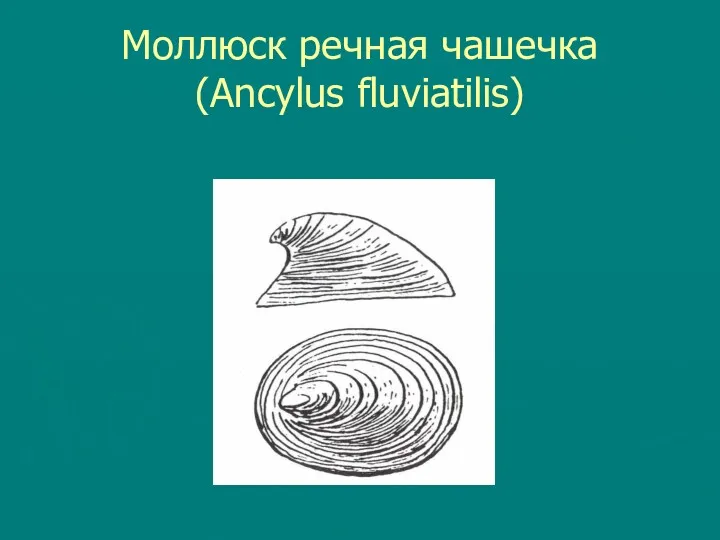 Моллюск речная чашечка (Ancylus fluviatilis)