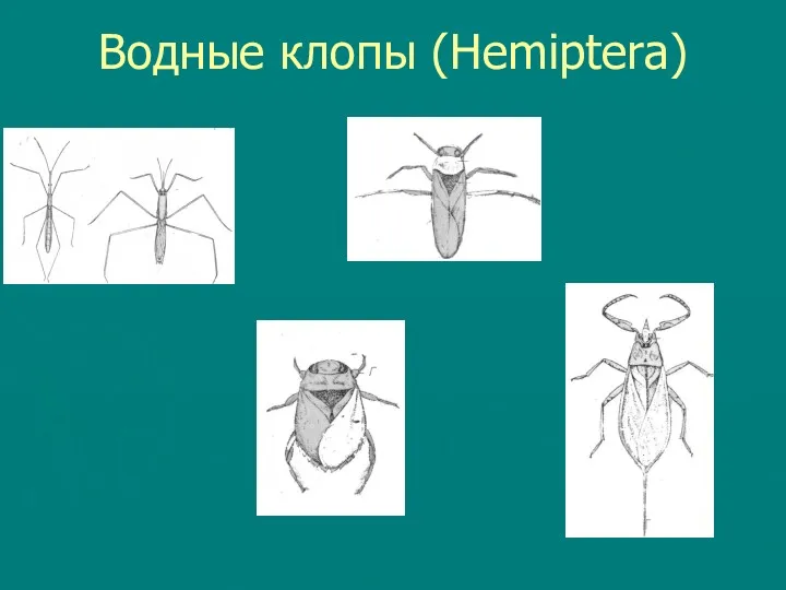 Водные клопы (Hemiptera)