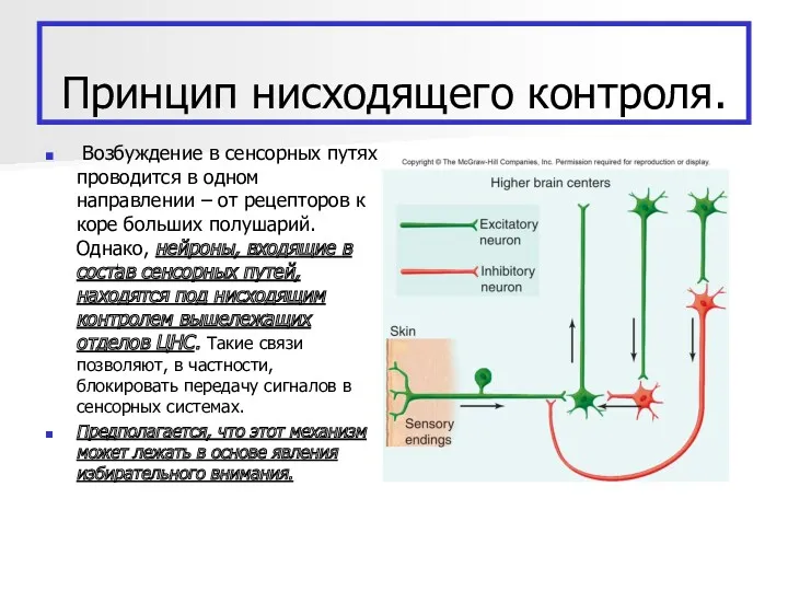 Принцип нисходящего контроля. Возбуждение в сенсорных путях проводится в одном