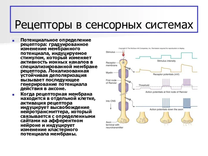 Рецепторы в сенсорных системах Потенциальное определение рецептора: градуированное изменение мембранного