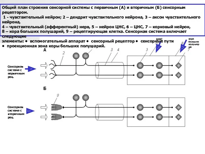 кора больших полушарий ЦНС Сенсорная система с первичным рец. Сенсорная