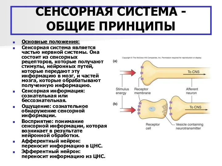 СЕНСОРНАЯ СИСТЕМА - ОБЩИЕ ПРИНЦИПЫ Основные положения: Сенсорная система является