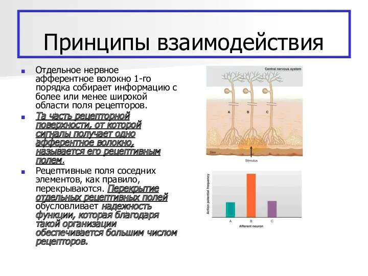 Принципы взаимодействия Отдельное нервное афферентное волокно 1-го порядка собирает информацию