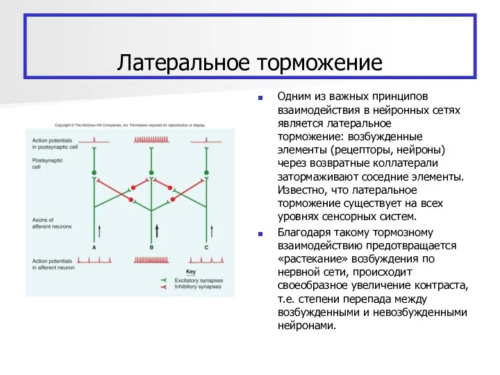 Латеральное торможение Одним из важных принципов взаимодействия в нейронных сетях