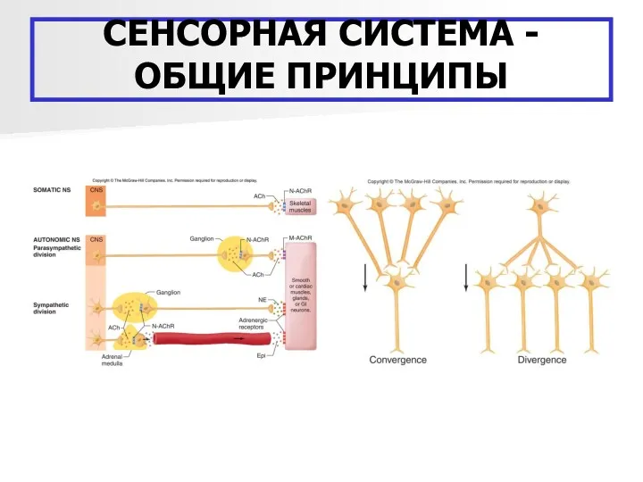 СЕНСОРНАЯ СИСТЕМА - ОБЩИЕ ПРИНЦИПЫ