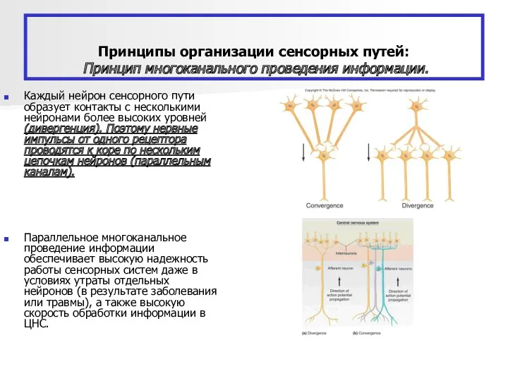 Принципы организации сенсорных путей: Принцип многоканального проведения информации. Каждый нейрон