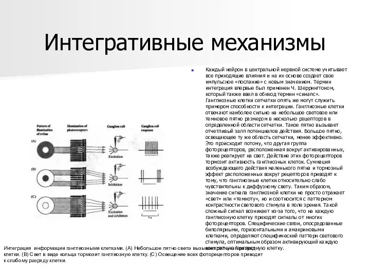 Интегративные механизмы Каждый нейрон в центральной нервной системе учитывает все