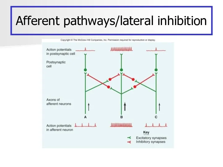 Afferent pathways/lateral inhibition