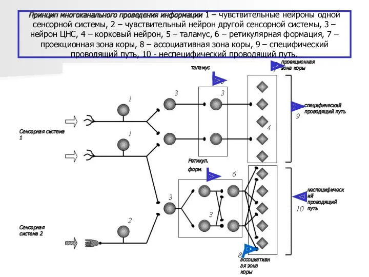 Принцип многоканального проведения информации 1 – чувствительные нейроны одной сенсорной