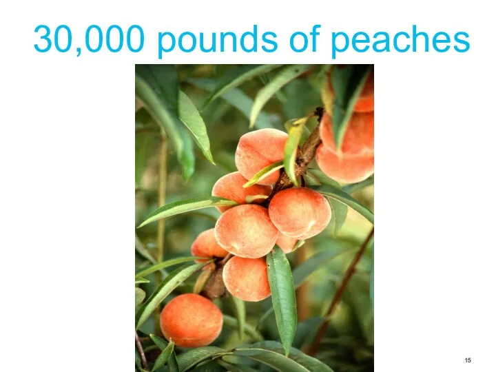 30,000 pounds of peaches