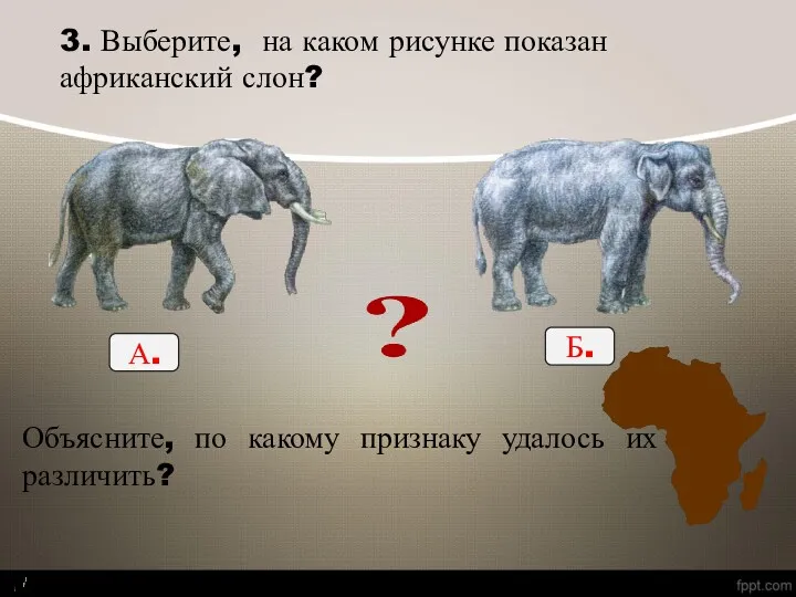 3. Выберите, на каком рисунке показан африканский слон? А. Б. Объясните, по какому