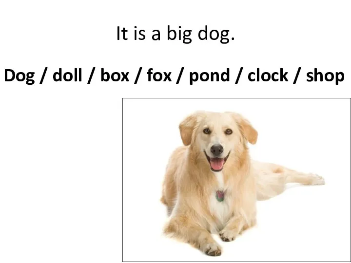 It is a big dog. Dog / doll / box