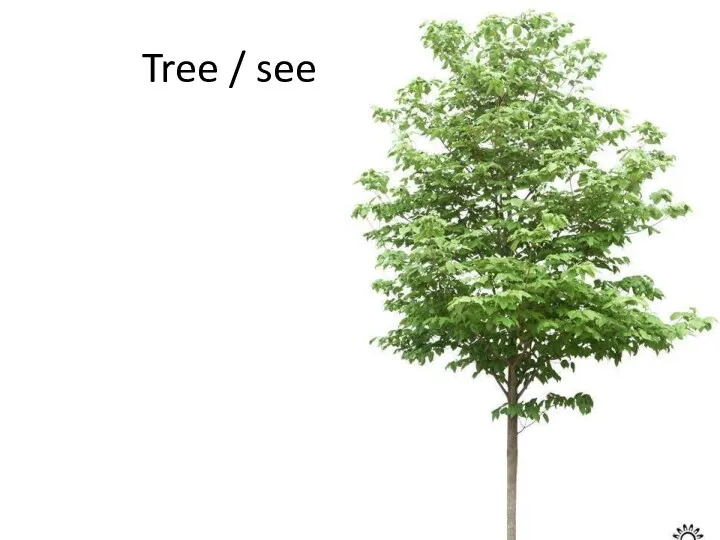 Tree / see