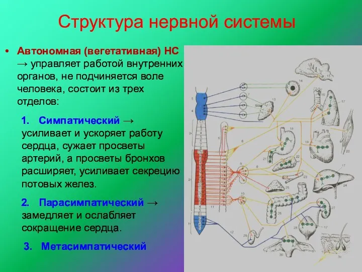 Структура нервной системы Автономная (вегетативная) НС → управляет работой внутренних