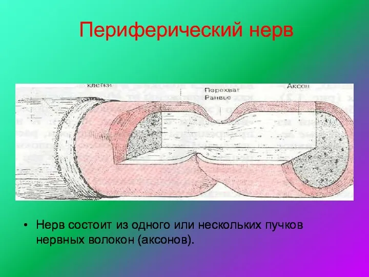 Периферический нерв Нерв состоит из одного или нескольких пучков нервных волокон (аксонов).