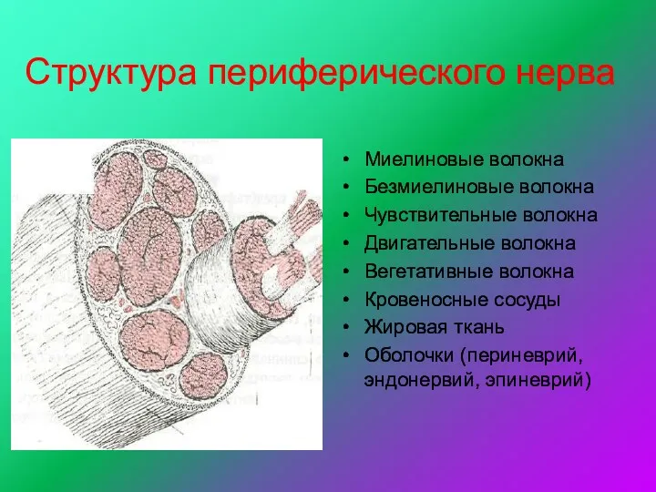 Структура периферического нерва Миелиновые волокна Безмиелиновые волокна Чувствительные волокна Двигательные