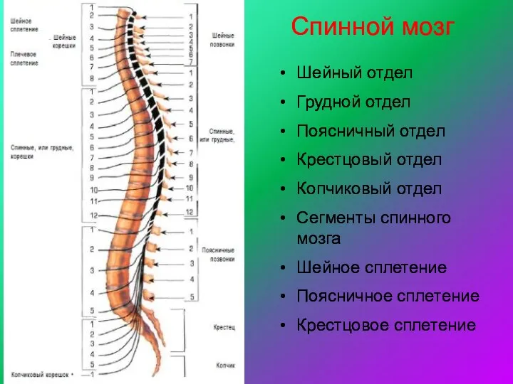 Спинной мозг Шейный отдел Грудной отдел Поясничный отдел Крестцовый отдел