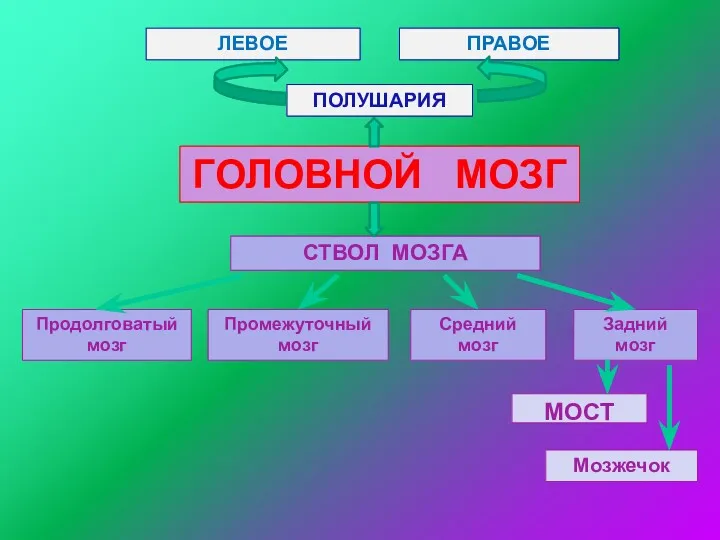 ГОЛОВНОЙ МОЗГ ПОЛУШАРИЯ СТВОЛ МОЗГА Продолговатый мозг ЛЕВОЕ ПРАВОЕ Промежуточный