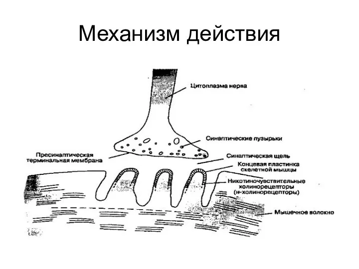 Механизм действия