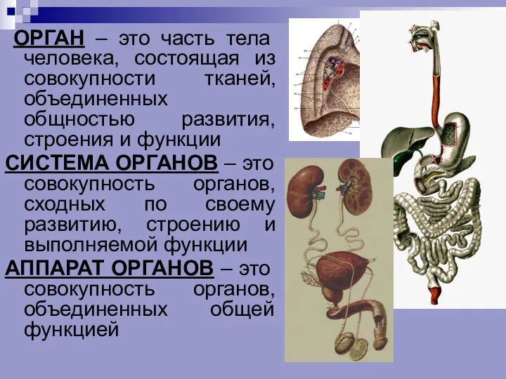 ОРГАН – это часть тела человека, состоящая из совокупности тканей,