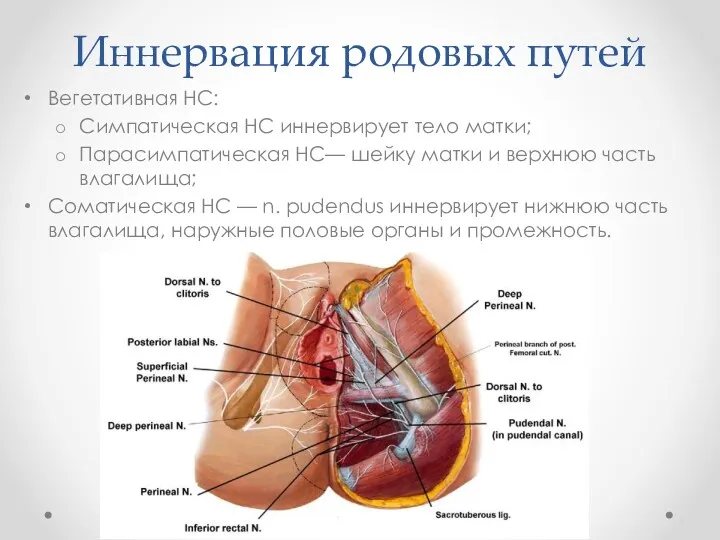 Вегетативная НС: Симпатическая НС иннервирует тело матки; Парасимпатическая НС— шейку