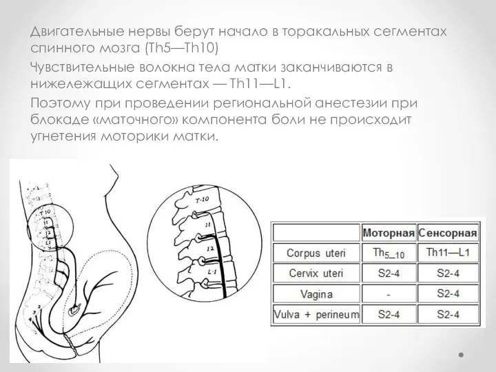 Двигательные нервы берут начало в торакальных сегментах спинного мозга (Th5—Th10)