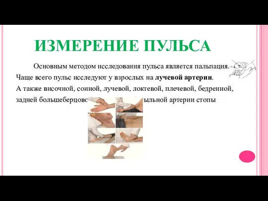 ИЗМЕРЕНИЕ ПУЛЬСА Основным методом исследования пульса является пальпация. Чаще всего