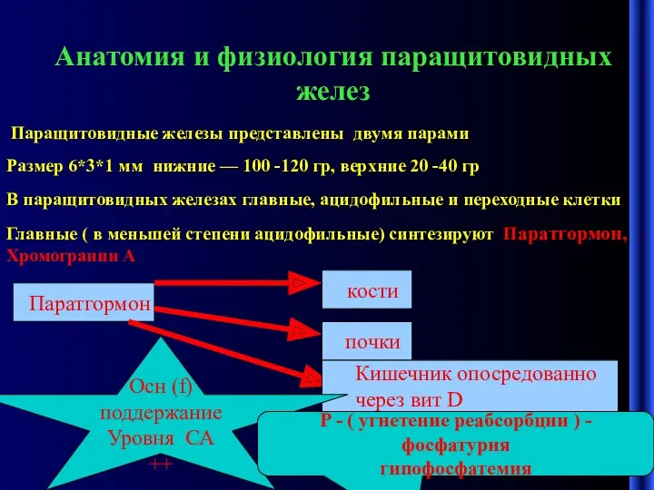 Анатомия и физиология паращитовидных желез Паращитовидные железы представлены двумя парами