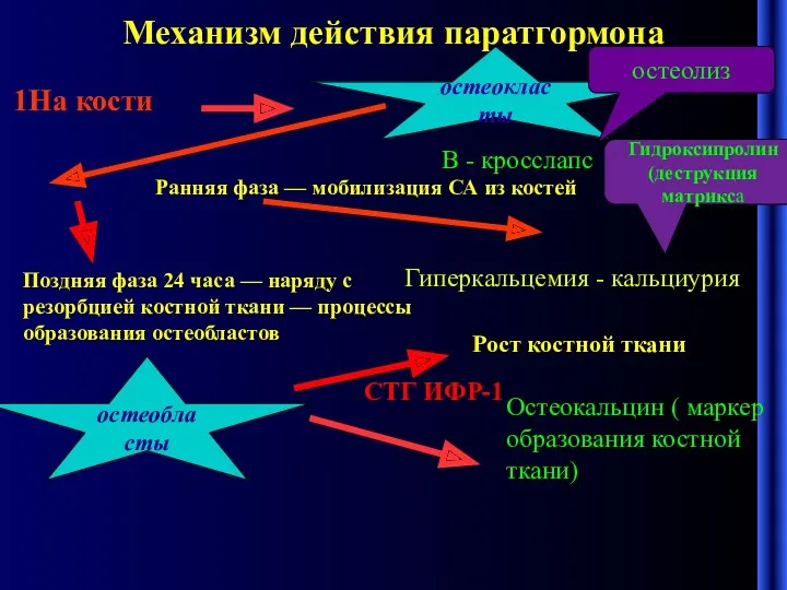 Механизм действия паратгормона Ранняя фаза — мобилизация СА из костей