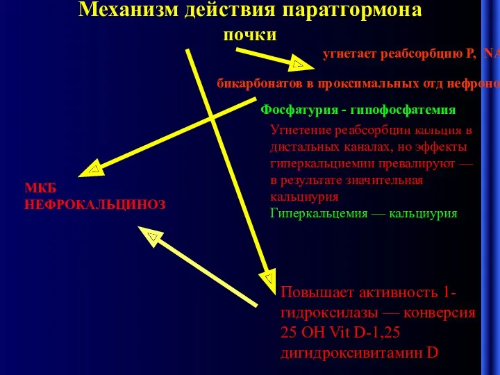 Механизм действия паратгормона почки угнетает реабсорбцию P, NA, бикарбонатов в