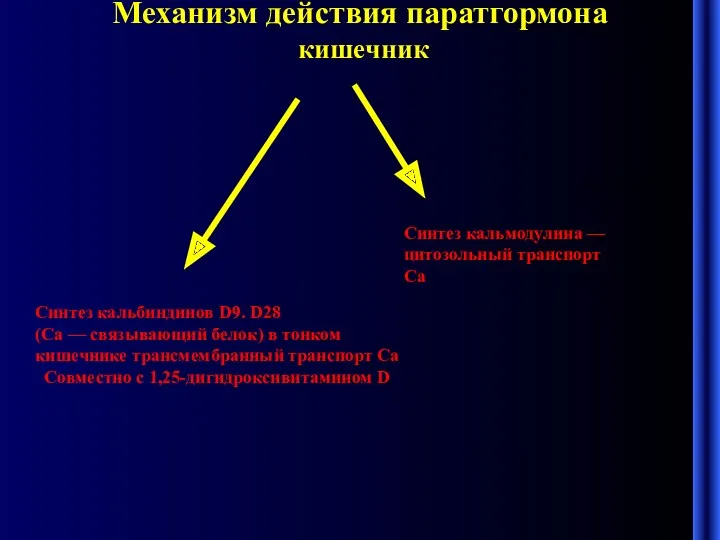 Механизм действия паратгормона кишечник Синтез кальбиндинов D9. D28 (Cа —