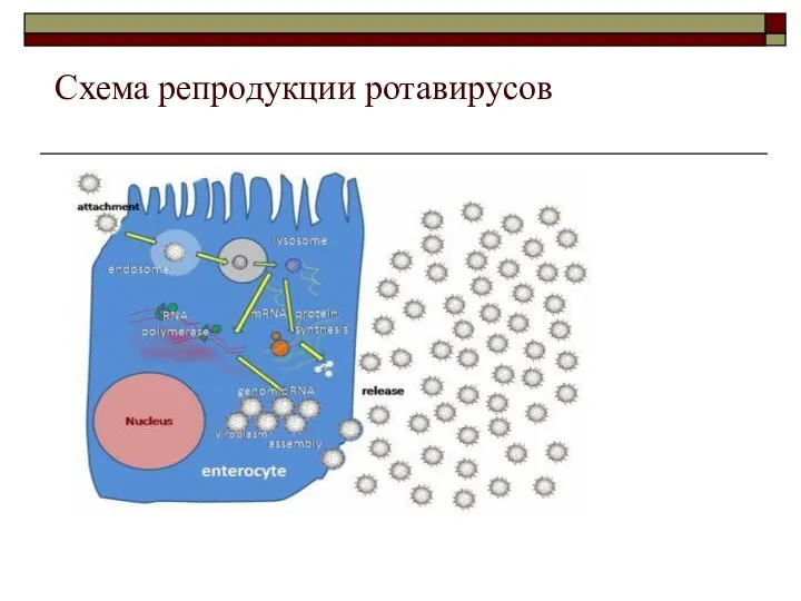 Схема репродукции ротавирусов