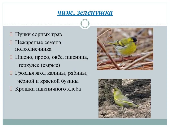 чиж, зеленушка Пучки сорных трав Нежареные семена подсолнечника Пшено, просо,