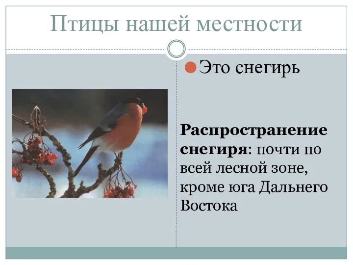 Птицы нашей местности Это снегирь Распространение снегиря: почти по всей лесной зоне, кроме юга Дальнего Востока