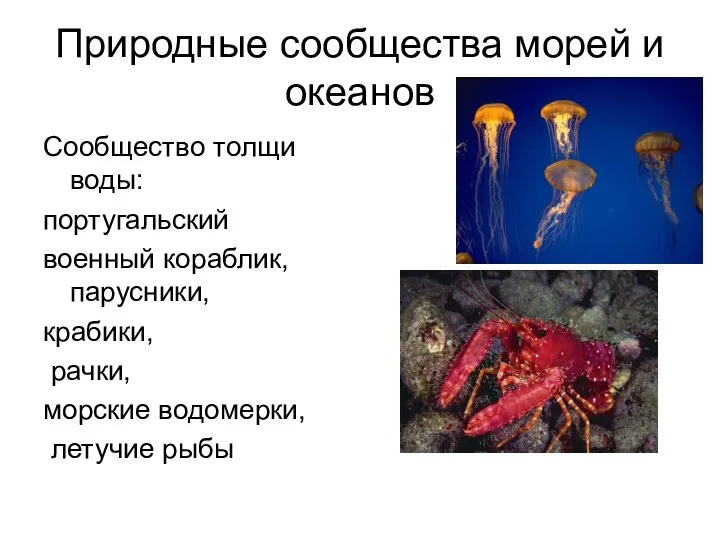 Природные сообщества морей и океанов Сообщество толщи воды: португальский военный