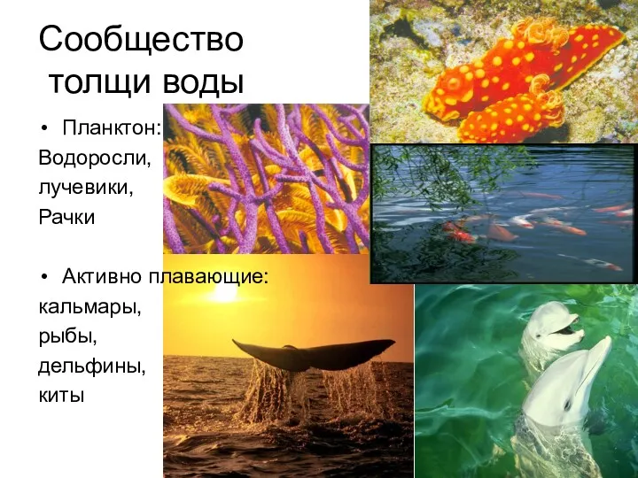 Сообщество толщи воды Планктон: Водоросли, лучевики, Рачки Активно плавающие: кальмары, рыбы, дельфины, киты