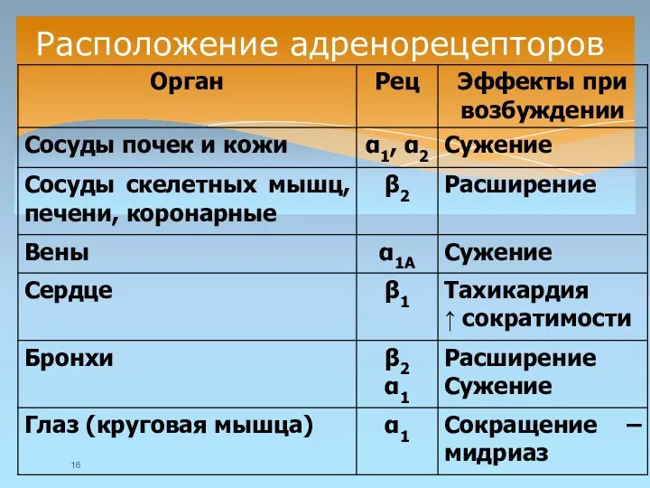 Расположение адренорецепторов