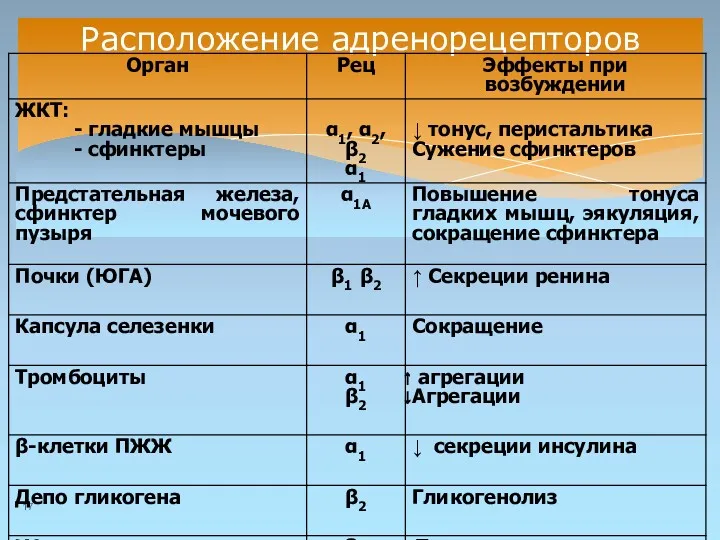 Расположение адренорецепторов