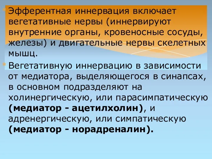 Эфферентная иннервация включает вегетативные нервы (иннервируют внутренние органы, кровеносные сосуды,