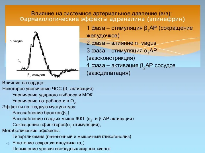 Фармакологические эффекты адреналина (эпинефрин) Влияние на системное артериальное давление (в/в):