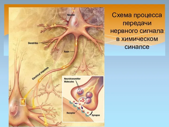 Схема процесса передачи нервного сигнала в химическом синапсе