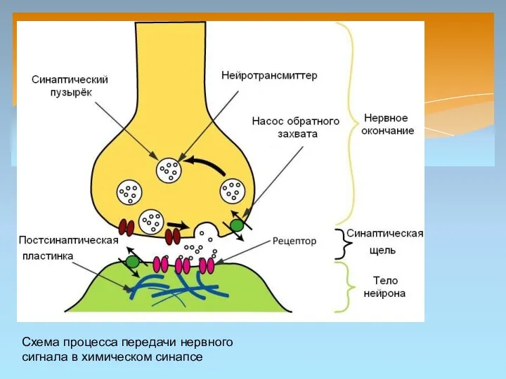 Схема процесса передачи нервного сигнала в химическом синапсе Схема процесса передачи нервного сигнала в химическом синапсе