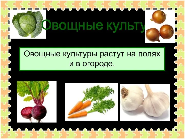 Овощные культуры Овощные культуры растут на полях и в огороде.