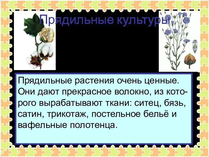 Прядильные культуры Прядильные растения очень ценные. Они дают прекрасное волокно,