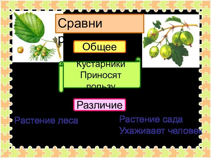 Сравни растения Общее Кустарники Приносят пользу Различие Растение леса Растение сада Ухаживает человек