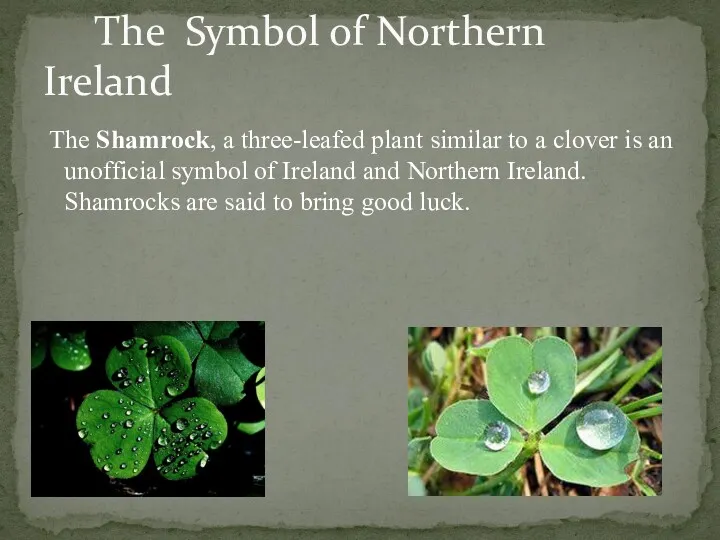 The Shamrock, a three-leafed plant similar to a clover is an unofficial symbol