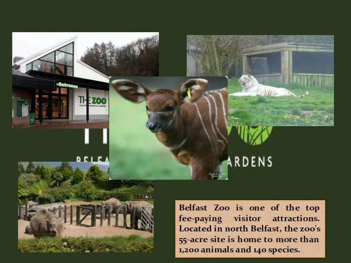 Belfast Zoo is one of the top fee-paying visitor attractions. Located in north